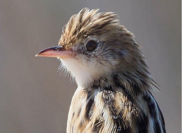 Zitting Cisticola with characteristic streaking
