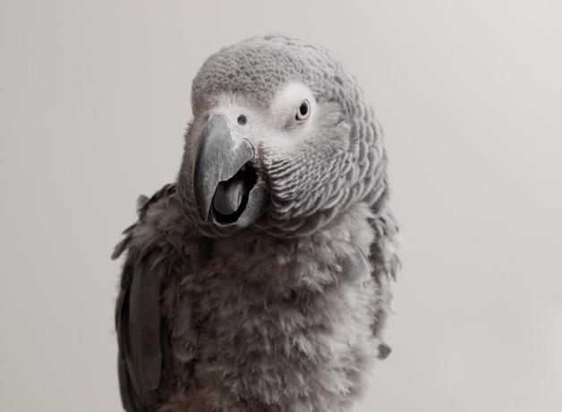 African Grey Parrot