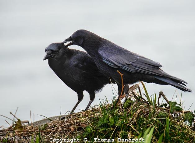 American Crows allopreening