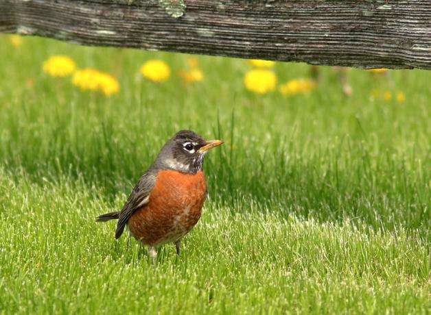 American Robin standing in sunny grass