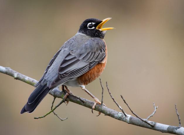 American Robin