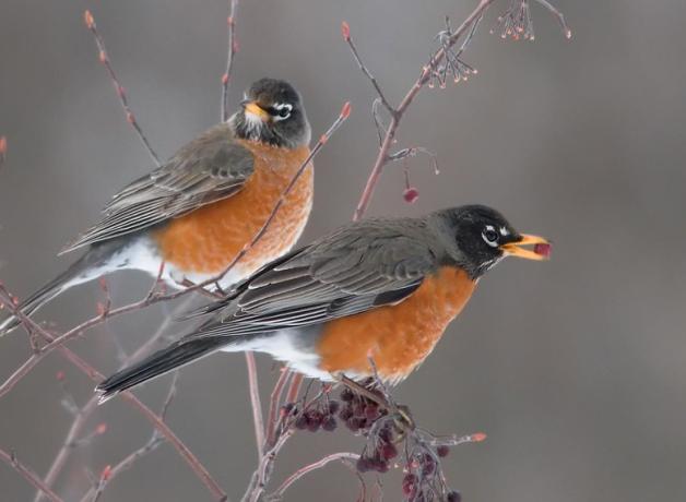 American Robins