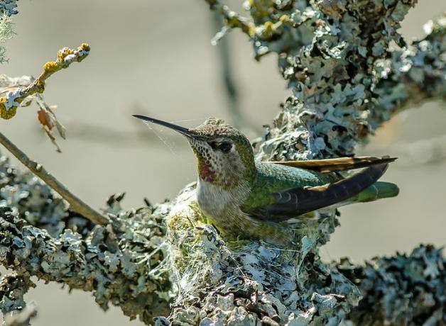 Hummingbird sitting on its tiny nest built of plant material held together with spider's silk