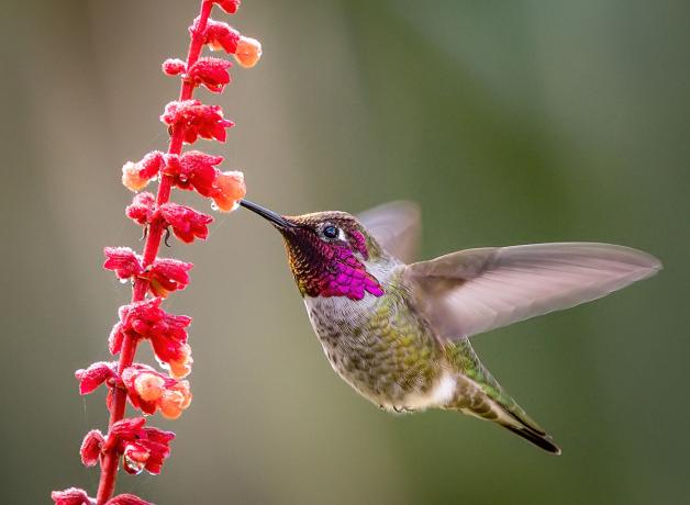Anna's Hummingbird drinking nectar from flower