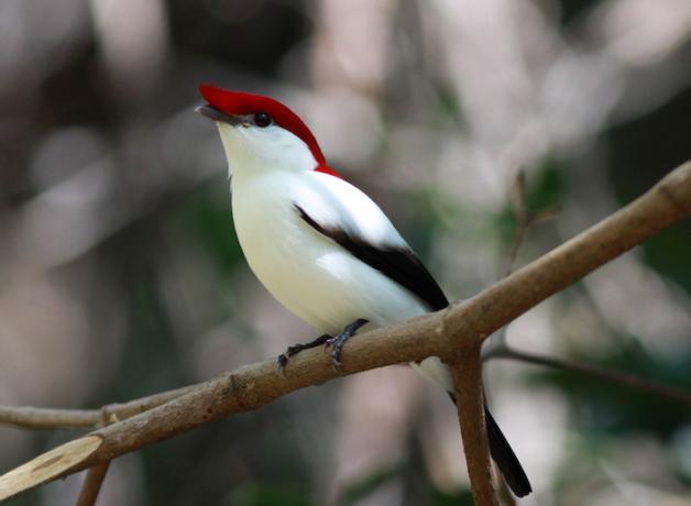 Recording the Araripe Manakin, With Gerrit Vyn | BirdNote