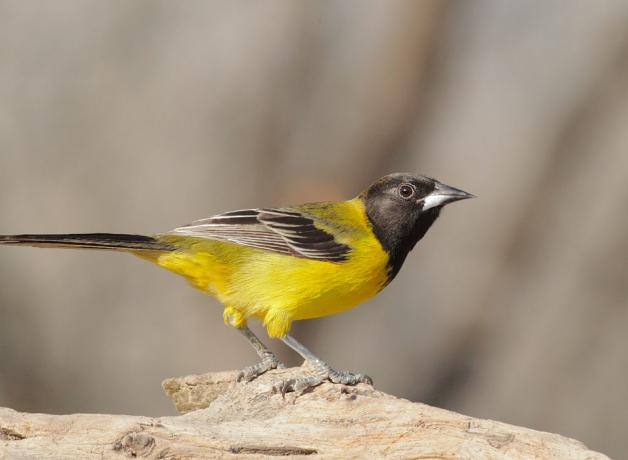 Audubon's Oriole