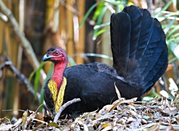 Australian Brush Turkey sitting on its nest on the ground