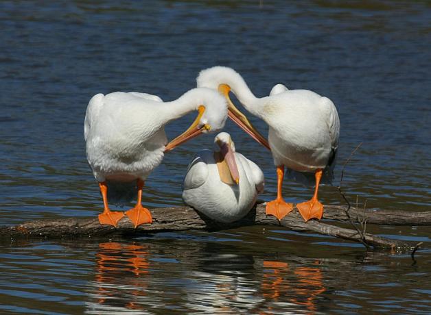 American White Pelicans