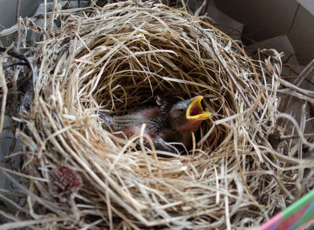 Baby bird in a cup-shaped nest