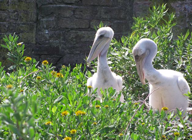 Pelican chicks at Castle Pinckney