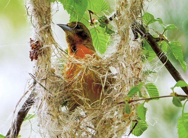 Baltimore Oriole female building nest