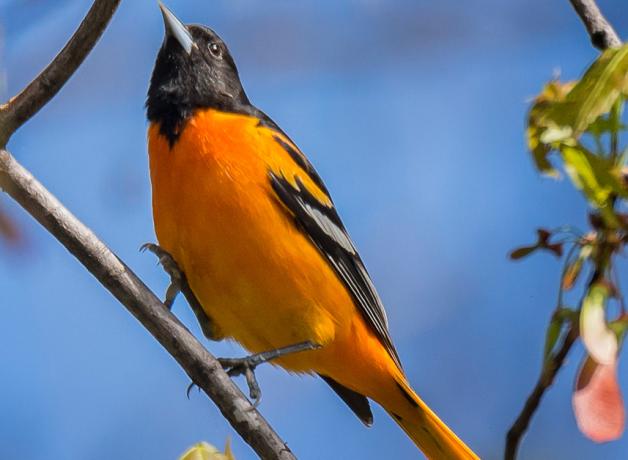 Baltimore Oriole