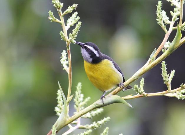 Bananaquit