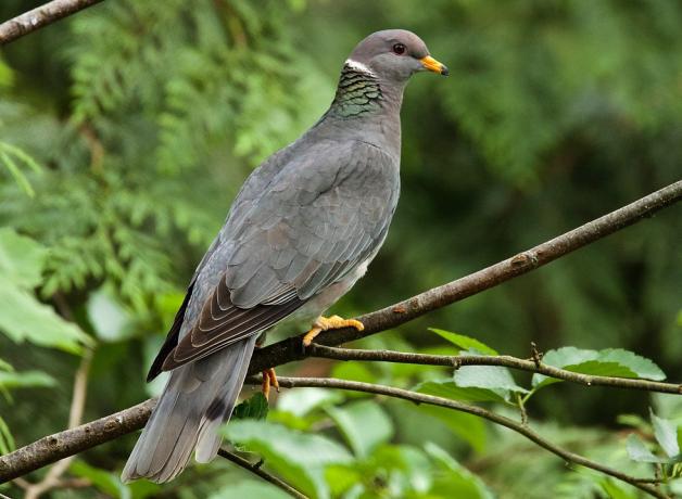 Band-Tailed Pigeon