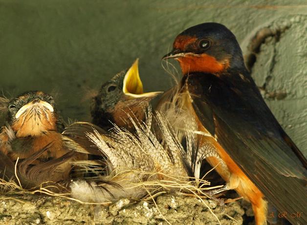 Barn Swallow at nest with hungry chicks. The Barn Swallow parent has a dark blue back and reddish-orange throat, and one Barn Swallow chick has its yellow beak open, while the other Barn Swallow chick has beak closed, showing the yellow "gape" around its beak.