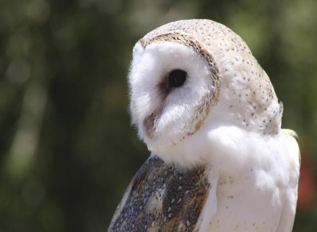 Barn Owl