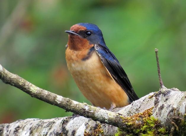 Barn Swallow