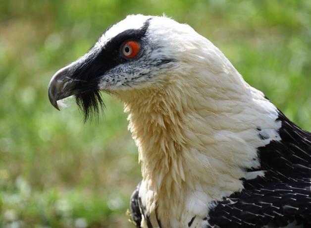 Bearded Vulture