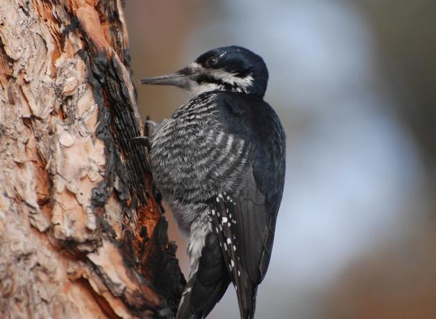 Female Black-backed woodpecker