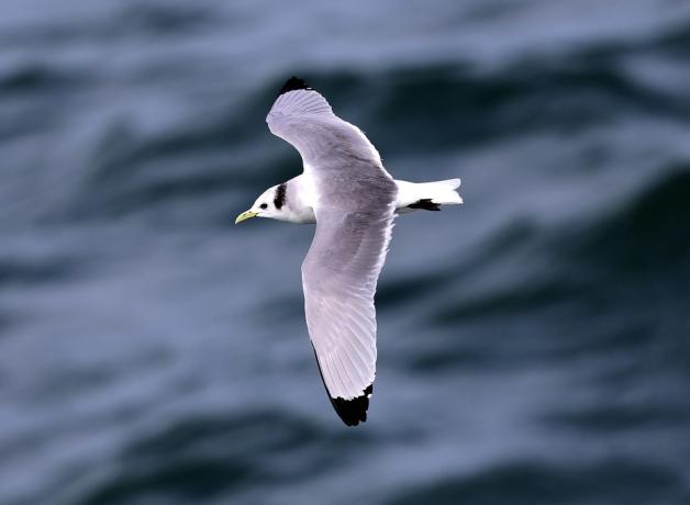 Black-legged Kittiwake