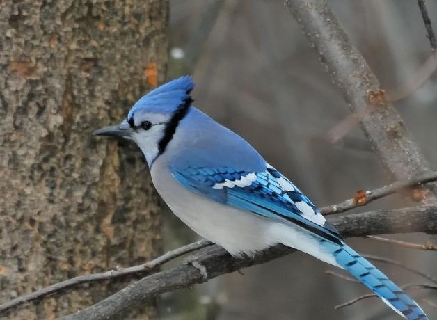 Blue Jay