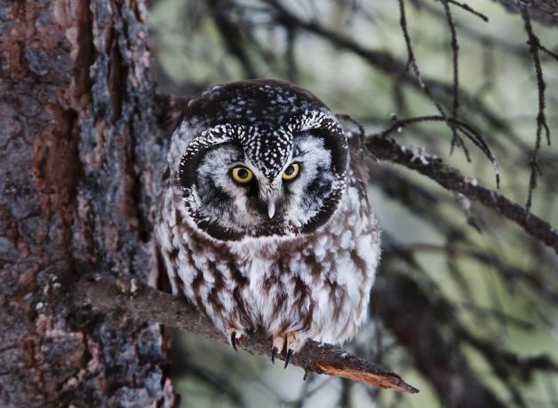 Boreal Owl, Denali NP