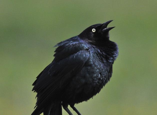 Brewer's Blackbird