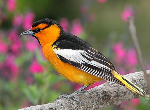 Bullock's Oriole
