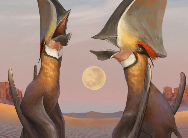 Colorful illustration of prehistoric birds by artist Júlia d'Oliveira