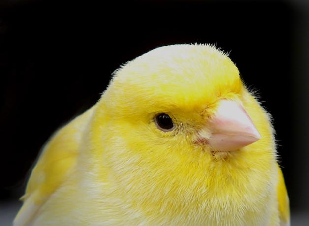Canary