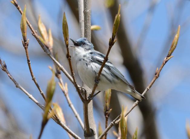 Cerulean Warbler