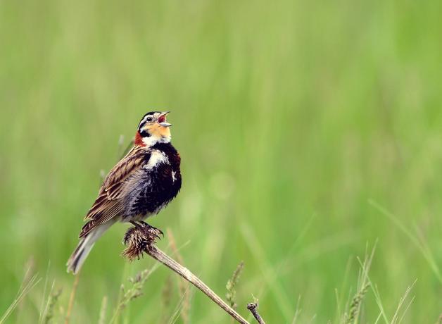 Chestnut-collared Longspur
