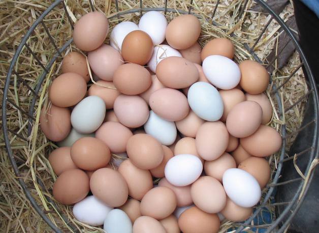 A basket full of brown, white, and light blue chicken eggs.