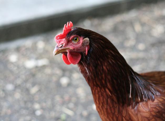 Domestic Chicken