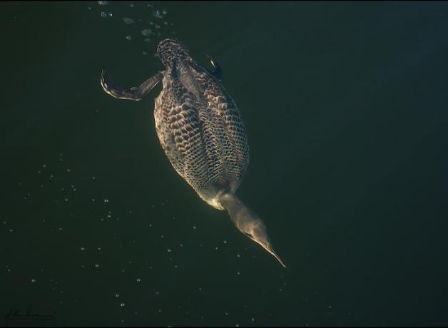 Common Loon diving
