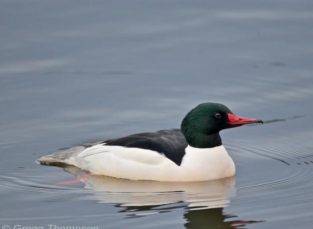 Common Merganser