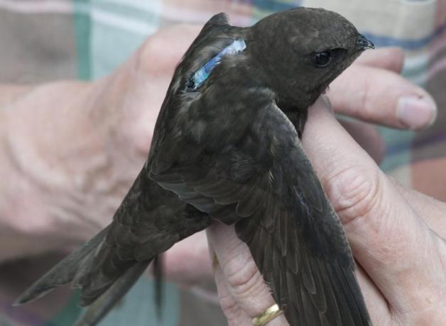 Common Swift with geolocator affixed