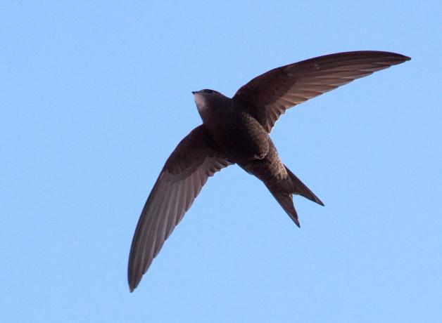 A Common Swift flies across an open sky.