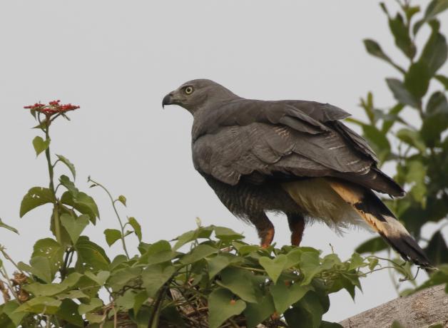 Crane Hawk perched in tree top