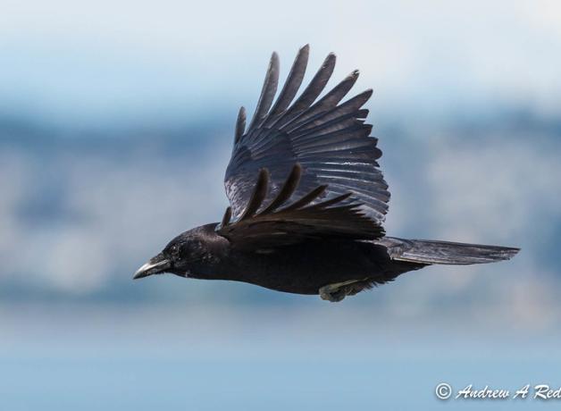Crow in flight