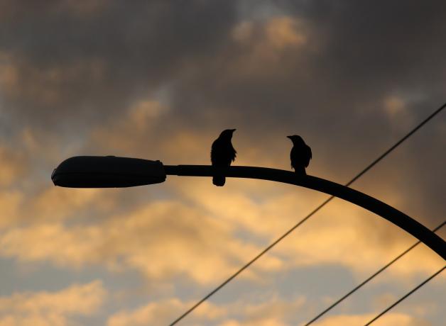 Crows on street light
