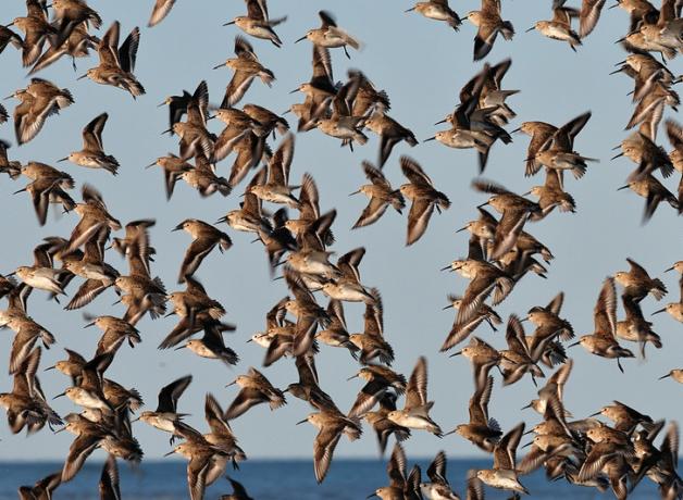 Flock of Dunlins in flight
