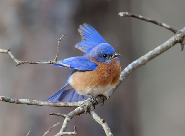 Eastern Bluebird