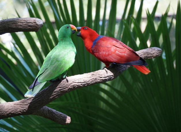 Eclectus Parrots