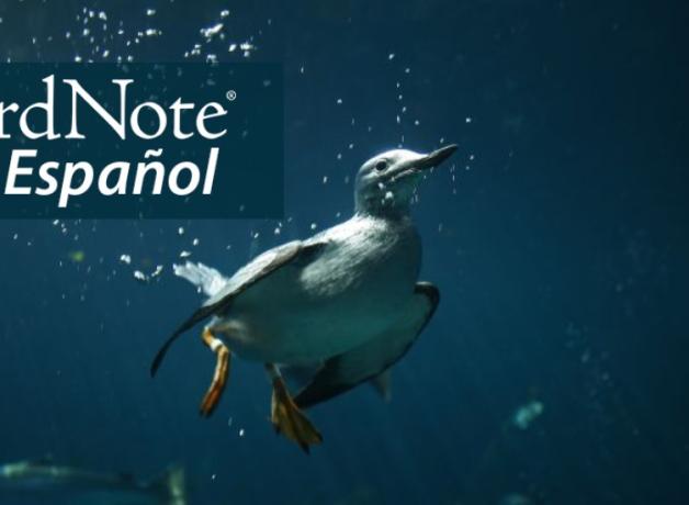 An underwater photo of a Common Murre swimming with wings beating downward