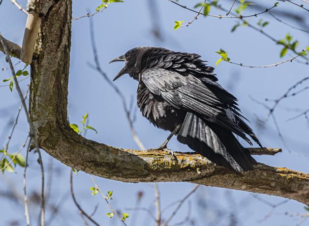 American Crow, beak open, calling while perched on a branch against a blue sky