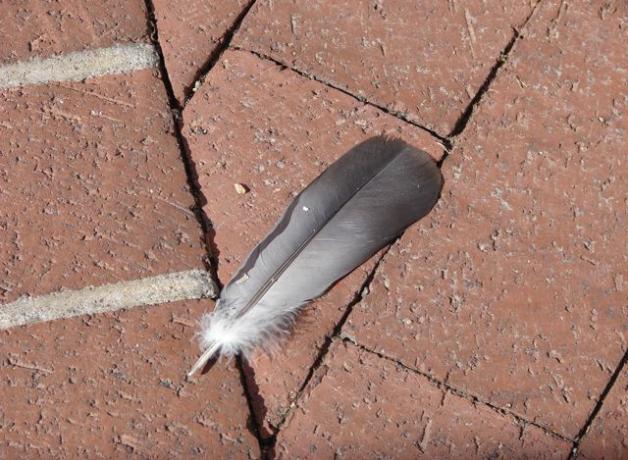 Bird feather on the ground