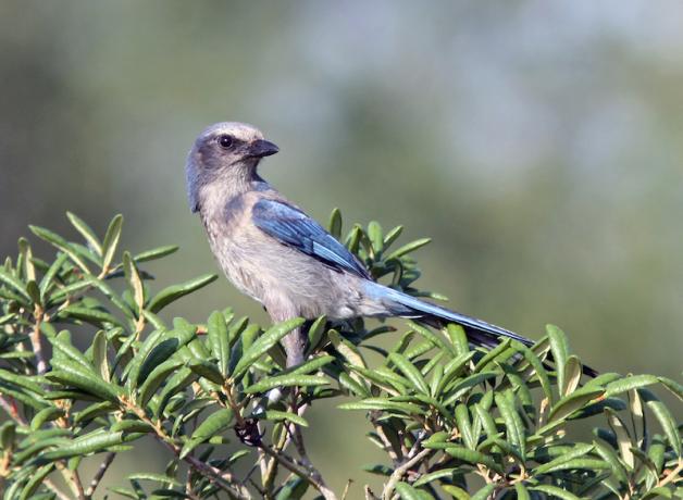 Florida Scrub-Jay with band