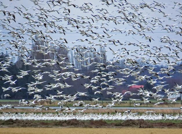 Snow Geese flock take flight