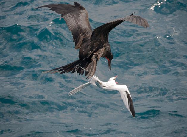 Frigatebird attacks Tropicbird